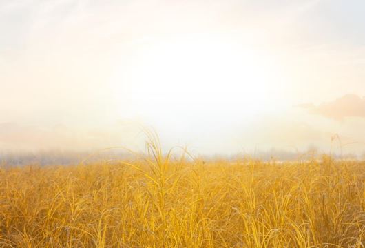 prairie in winter 